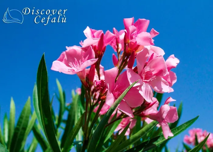 Magara Apartmán Cefalù